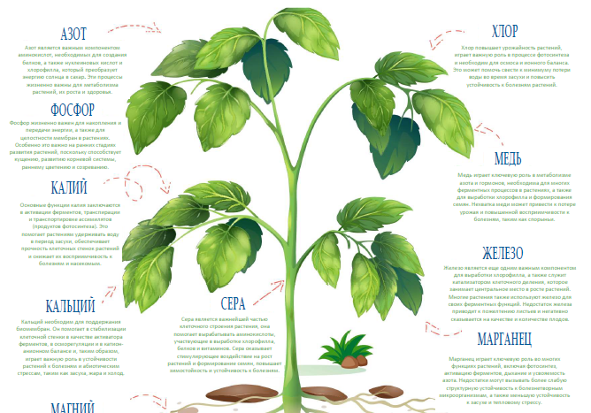 Fourteen essential nutrients to maintain and improve plant health