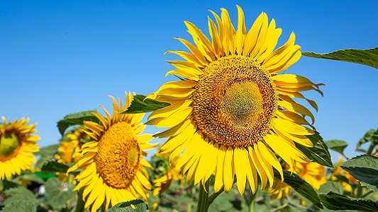 Krasnodar Krai:Sunflower