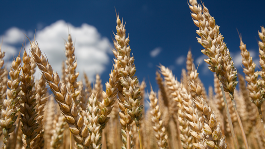 Kursk region:Winter wheat
