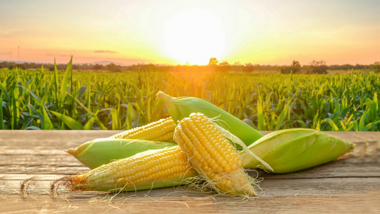 Аргентина:Кукуруза