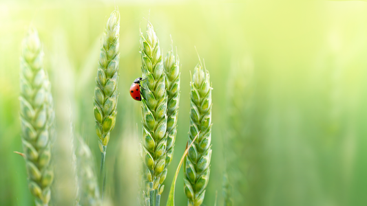 Kursk region:Spring wheat