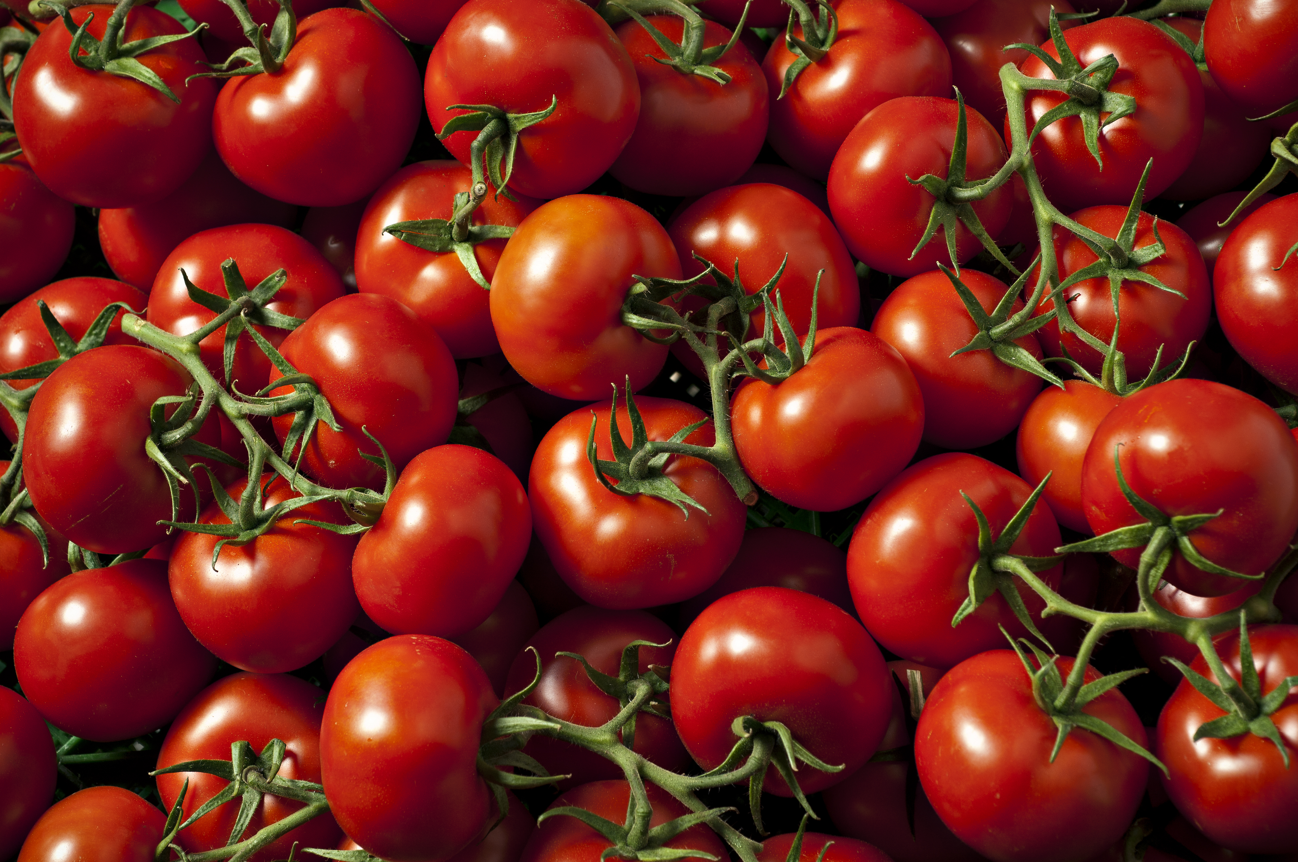 Астраханская область:Томаты, сорт Бульдог