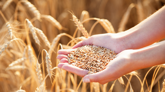 Saratov region:Durum wheat
