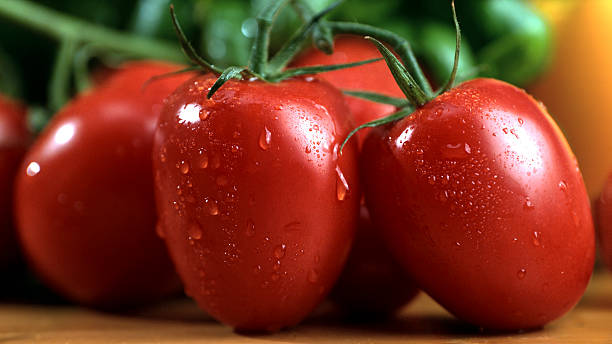 Астраханская область:Томаты, сорт Новичок