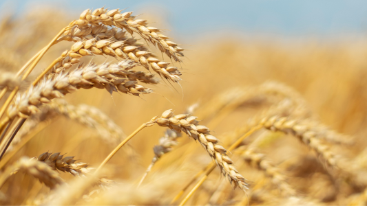 Краснодарский край:Озимая пшеница